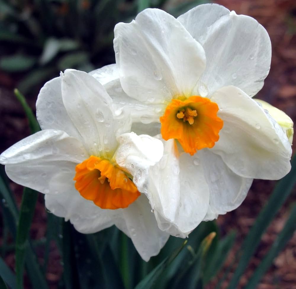Non-GMO Orange Daffodil Seeds for Spring Planting