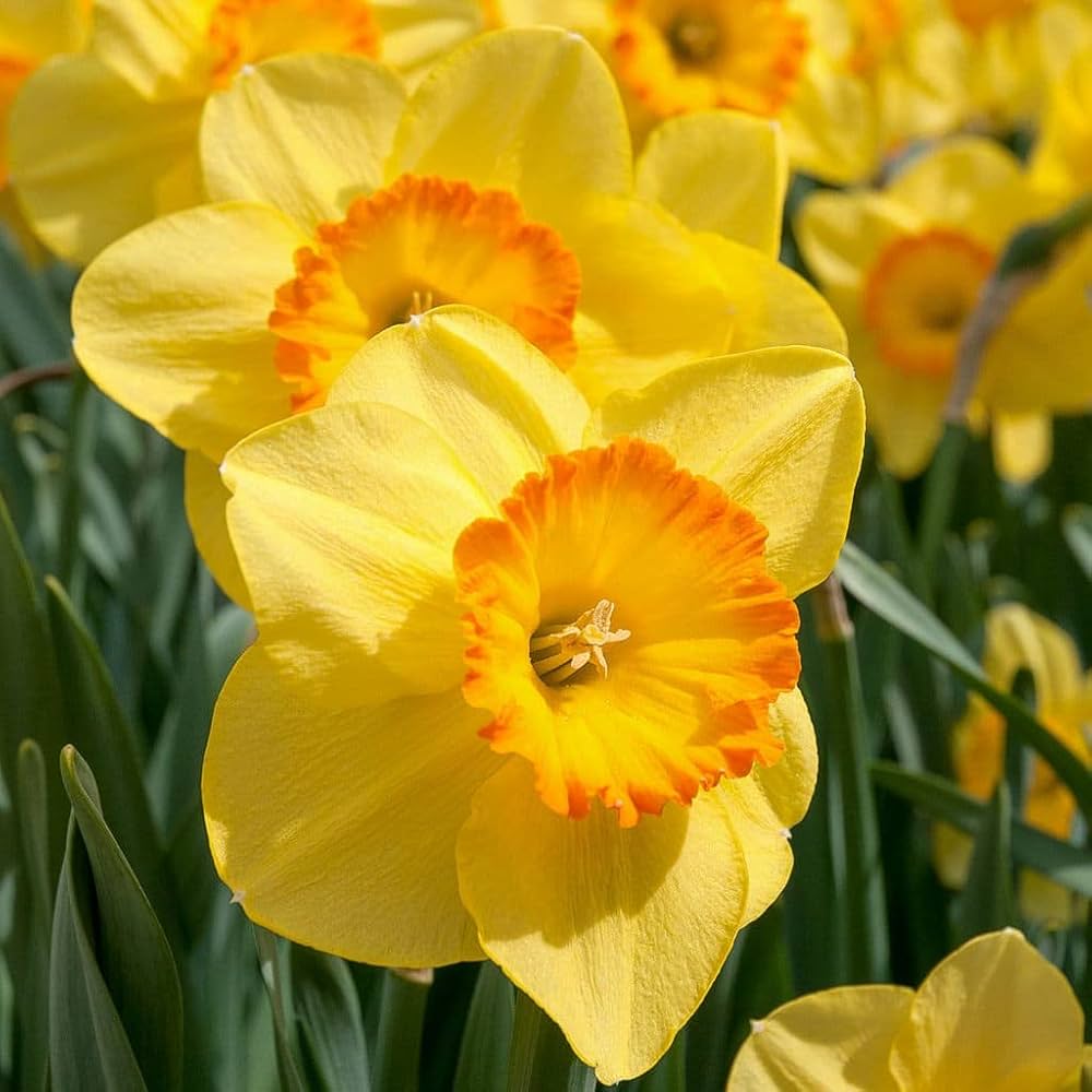 Non-GMO Orange Daffodil Flower Seeds
