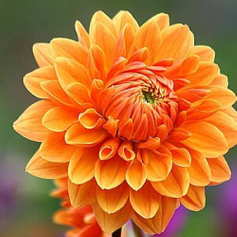 Non-GMO Orange Dahlia Seeds for Gardening