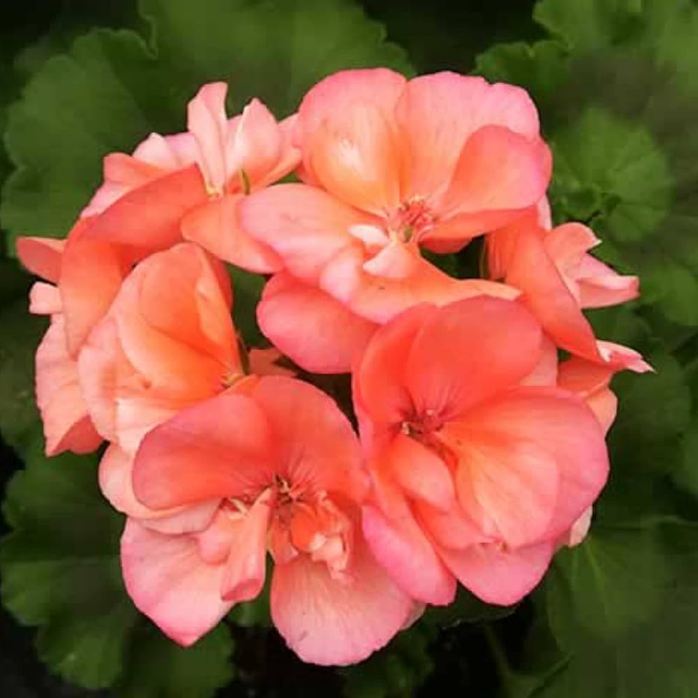 Non-GMO Orange Geranium Seeds for Beautiful Garden Blooms