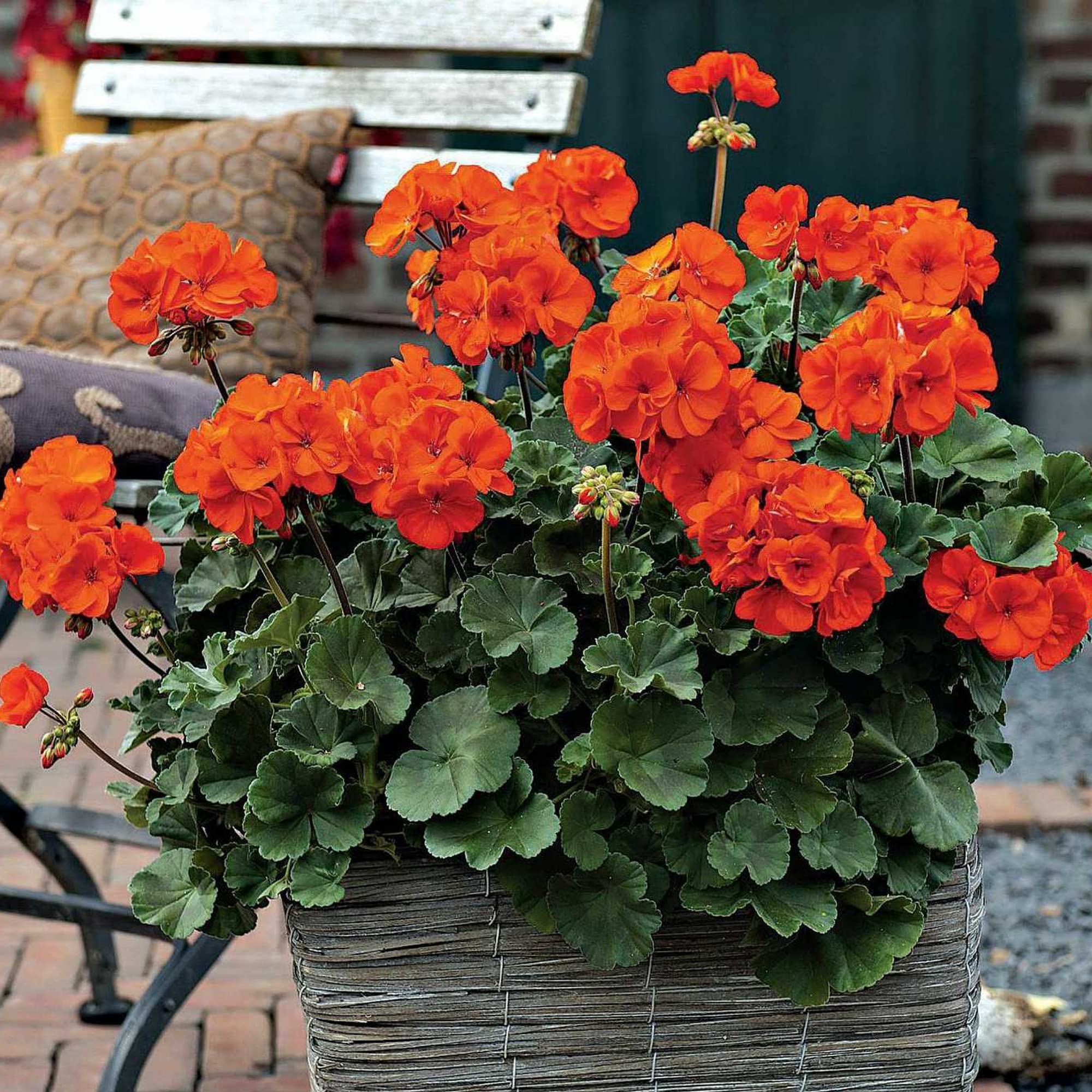 Non-GMO Orange Geranium Seeds for Home Gardening