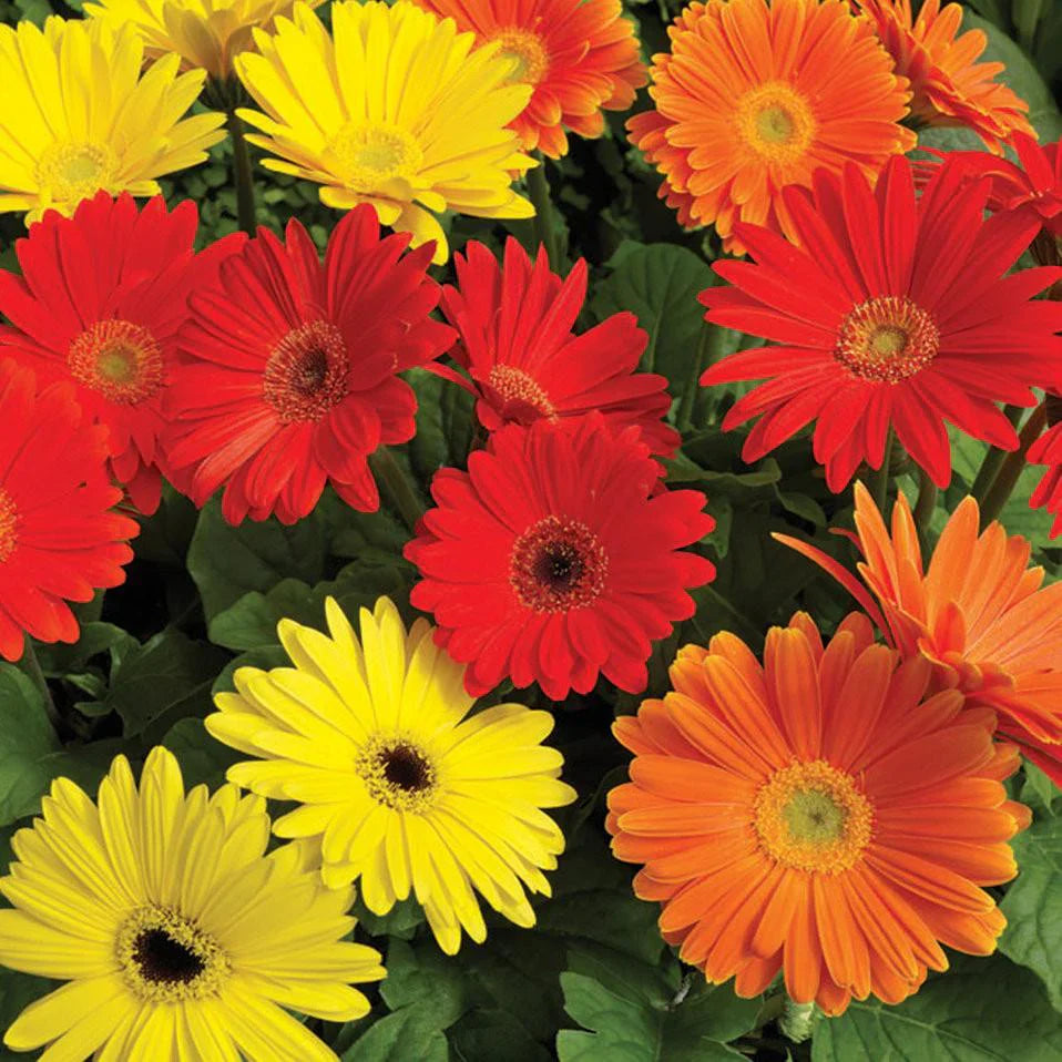 Non-GMO Orange Gerbera Seeds for Home Gardening