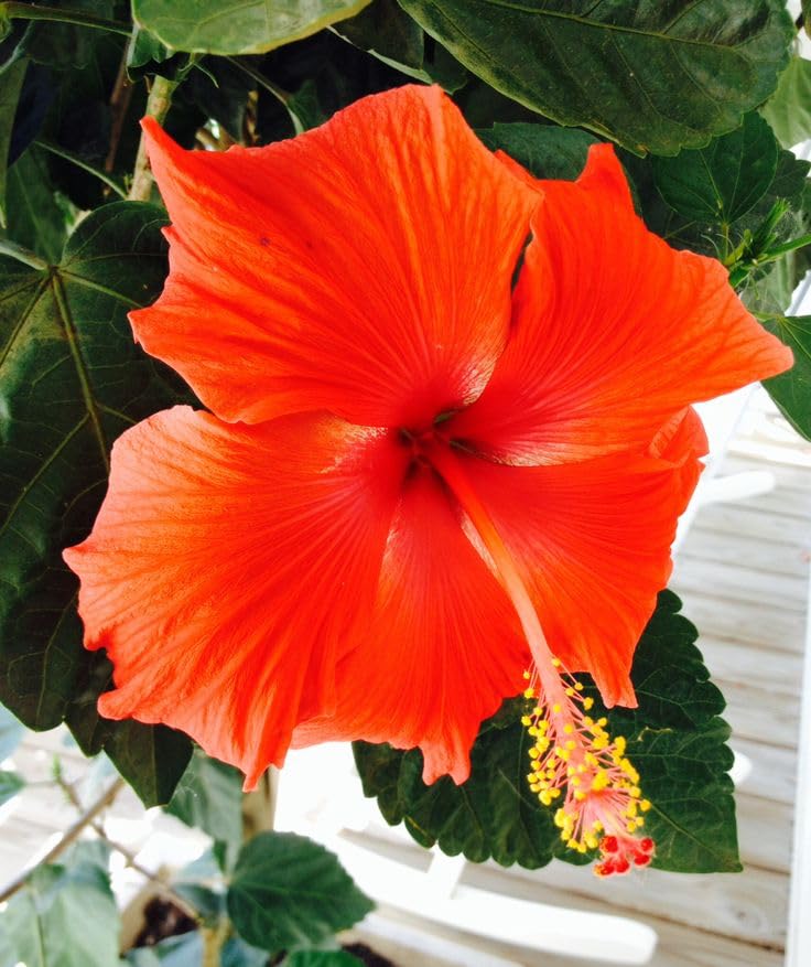 Non-GMO Orange Hibiscus seeds for ornamental gardens
