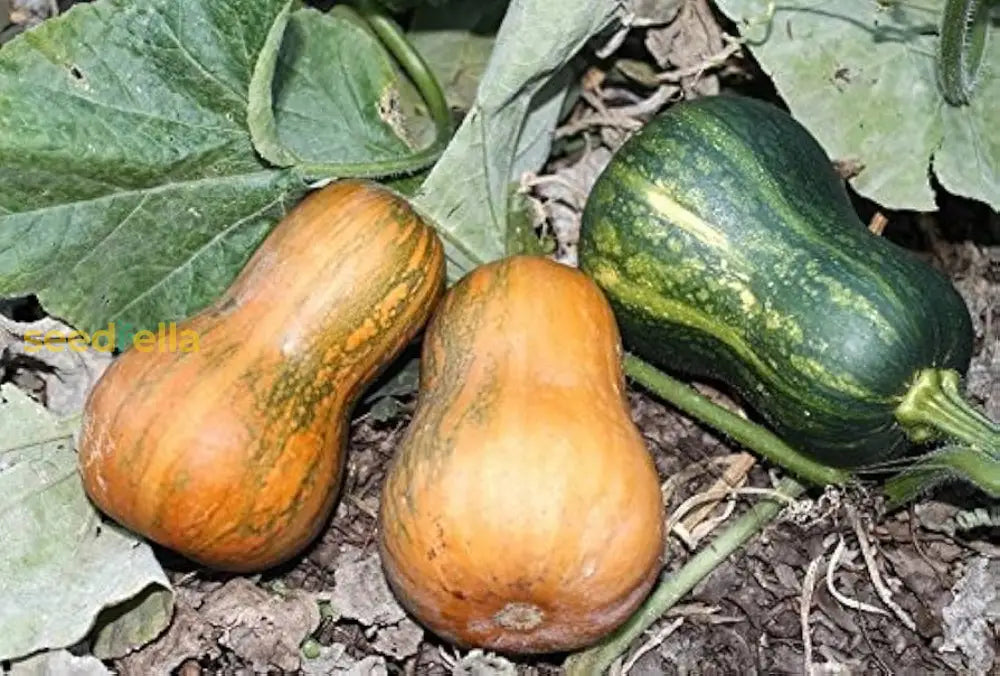 Non GMO orange honeynut planting seeds for home growers