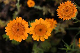 Non GMO Orange Marguerite Daisy seeds