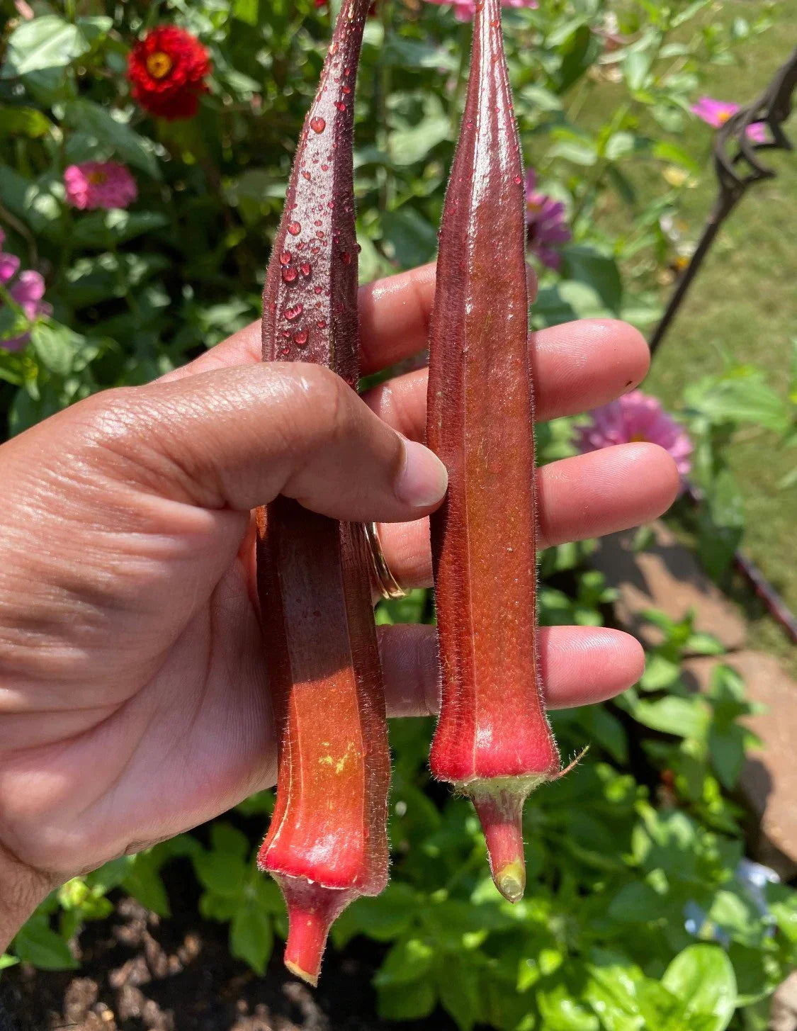 Non GMO orange okra seeds for productive gardens