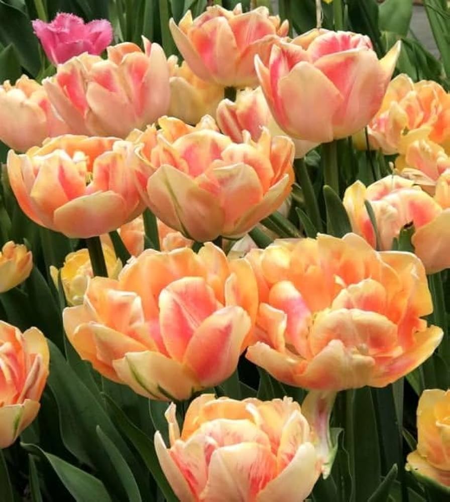 Non-GMO Orange and Pink Tulip Seeds for Gardening
