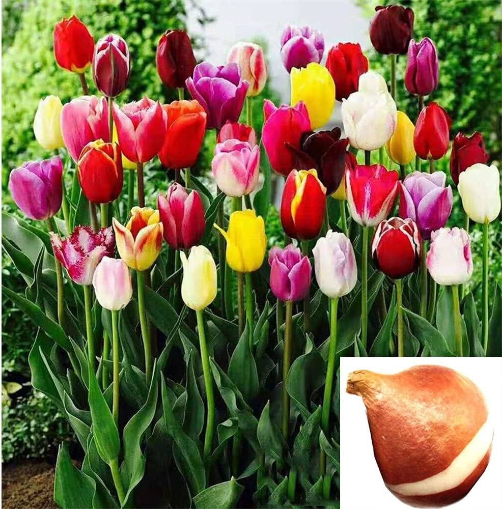 Non-GMO Orange and Purple Tulip Seeds