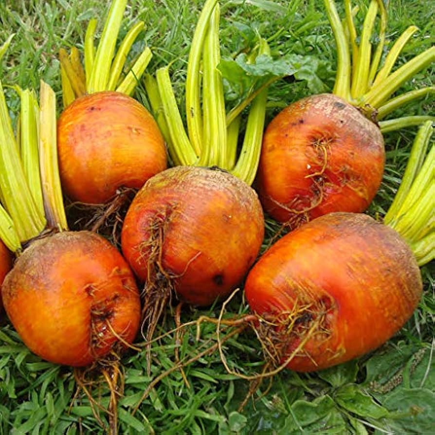 Non GMO orange radish seeds