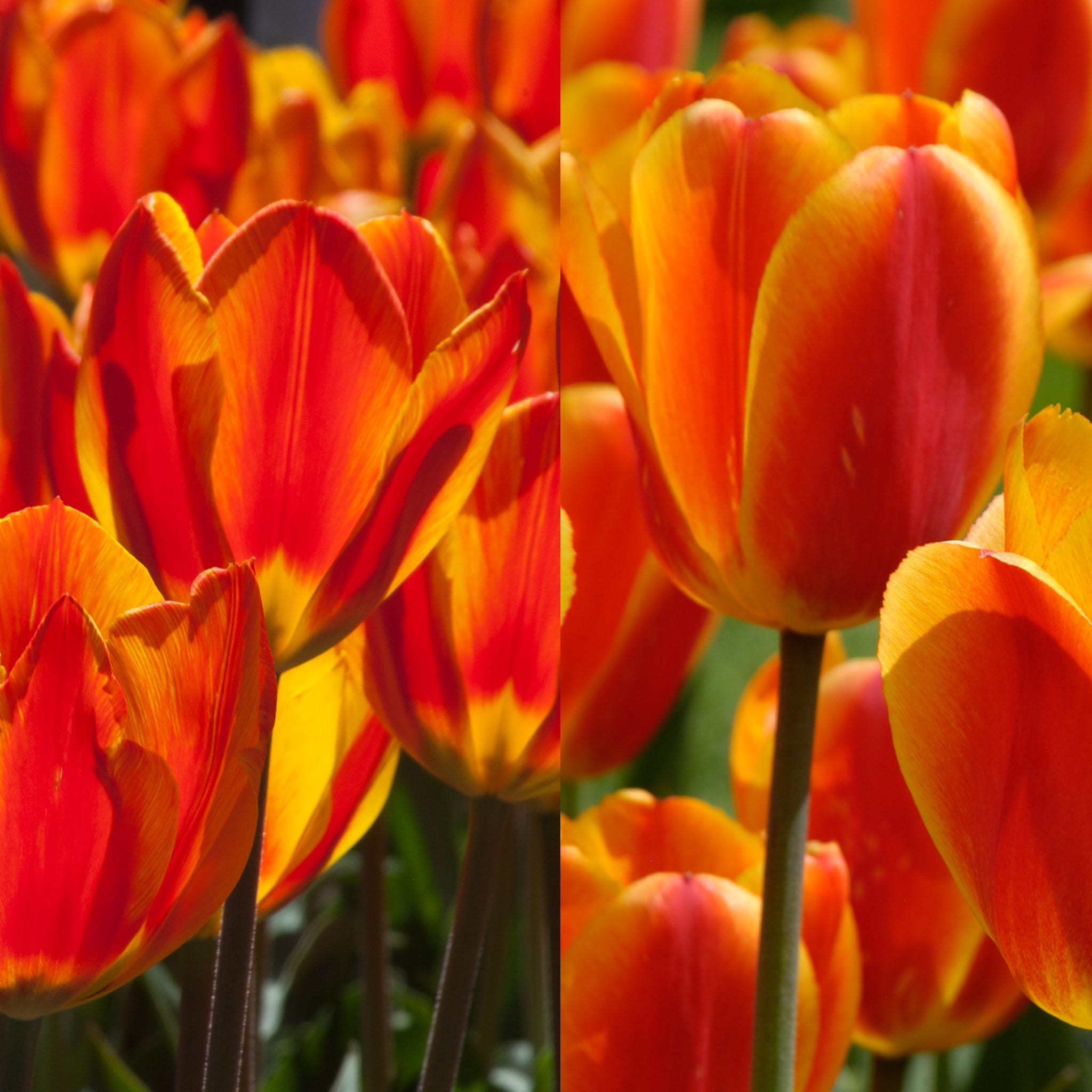 Non-GMO Orange Red Tulip Seeds for Gardening