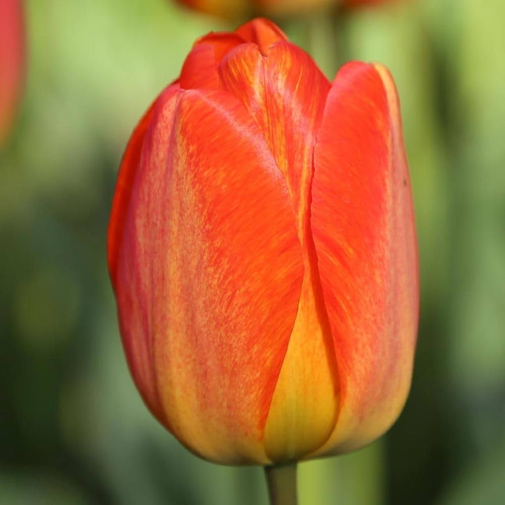 Non-GMO Orange Tulip Seeds for Gardening