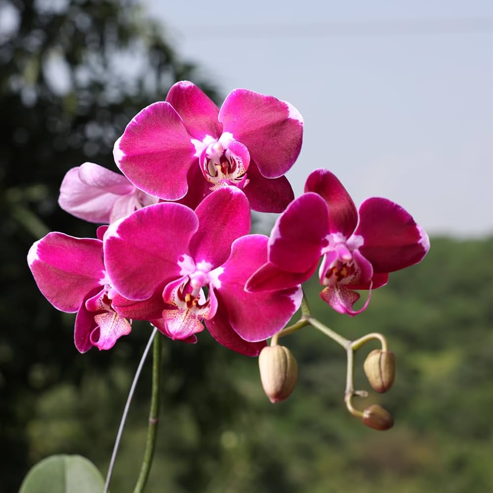 Non-GMO Dark Pink Phalaenopsis Orchid Seeds