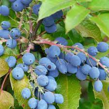 Non-GMO Oregon grape seeds evergreen shrub with edible berries