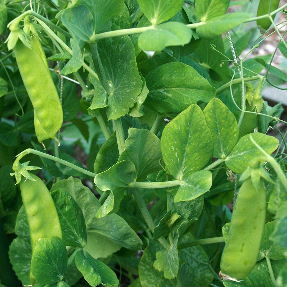 Non GMO Oregon Sugar pea seeds