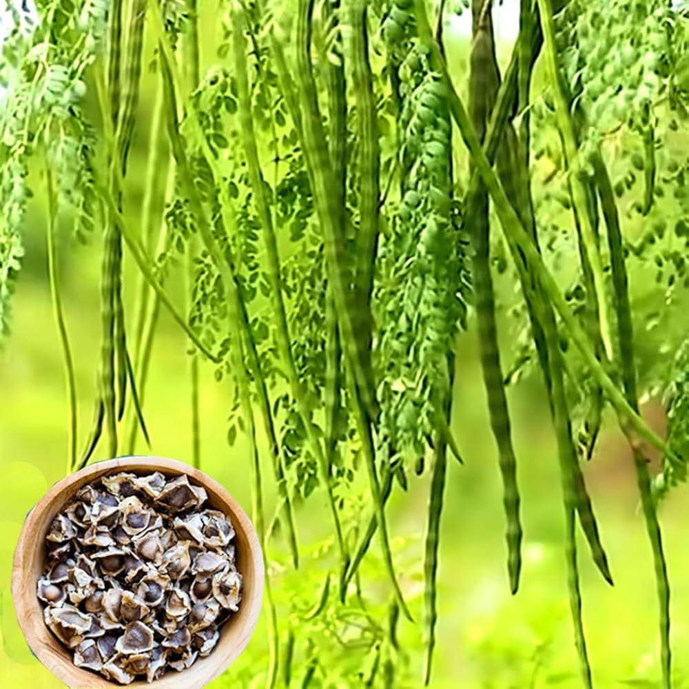 Non GMO organic Moringa seeds