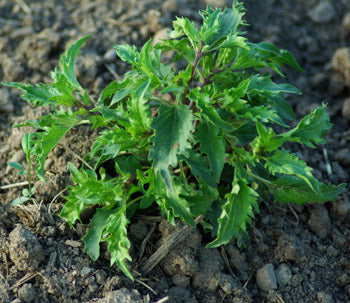 Non-GMO Organic Mrihani Basil seeds for ornamental gardens