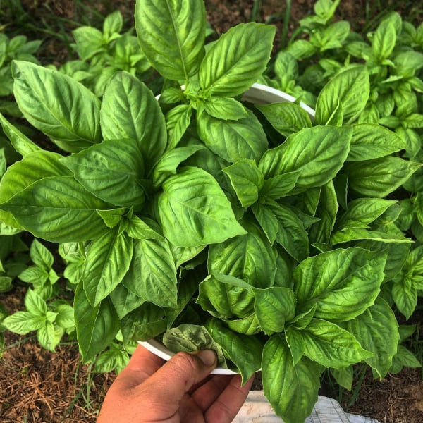 Non-GMO Organic Nufar Basil seeds for decorative herb gardens