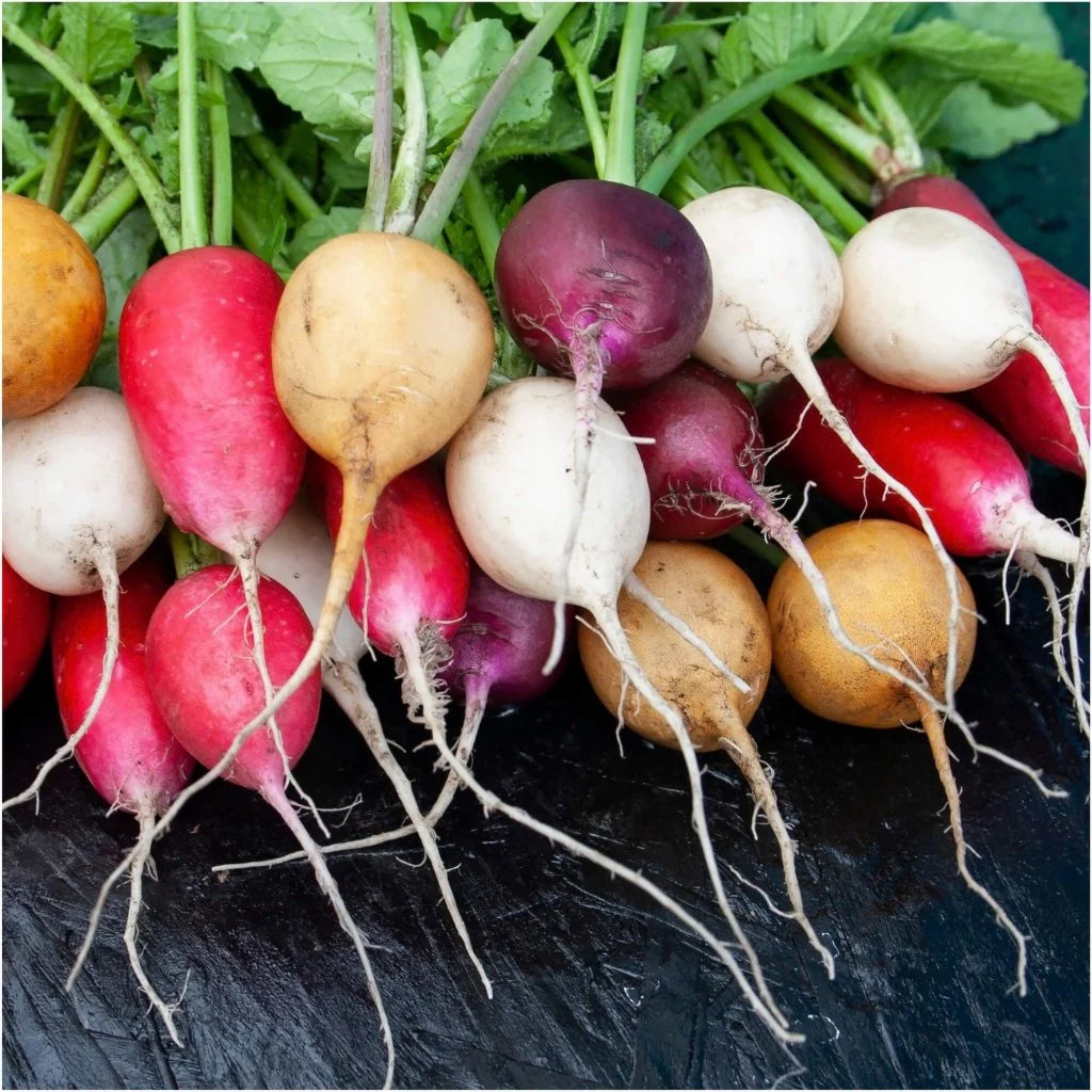Non-GMO Organic Radish Seeds collection for planting