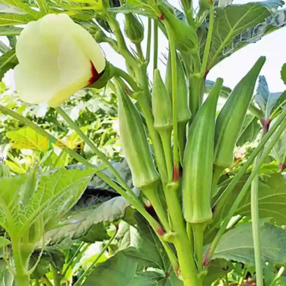 Non-GMO Orka Okra seeds warm-season planting