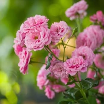 Non-GMO Osiria Light Pink Rose Seeds for Home Gardening