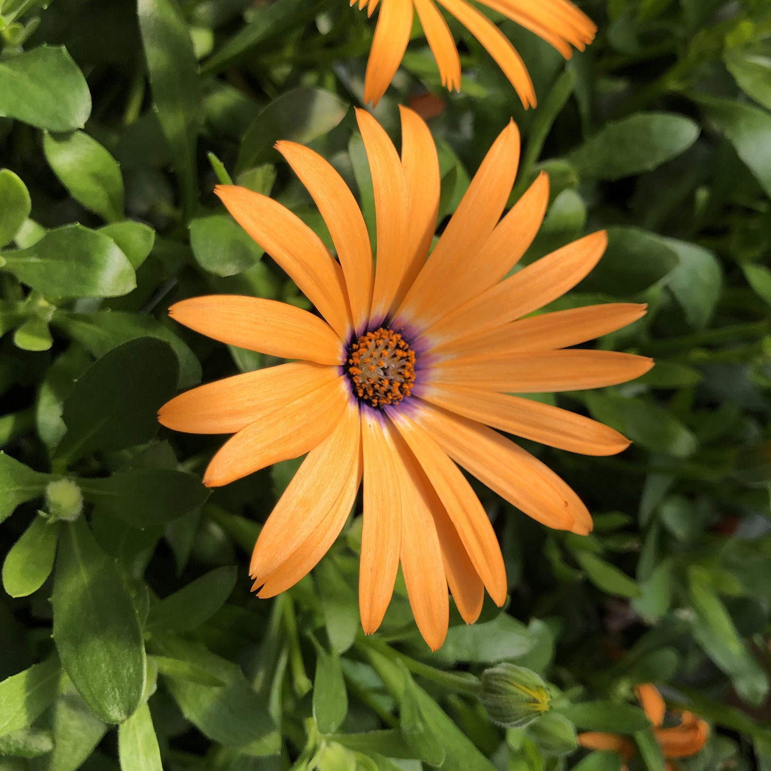 Non-GMO Osteospermum Orange Seeds for Home Gardening
