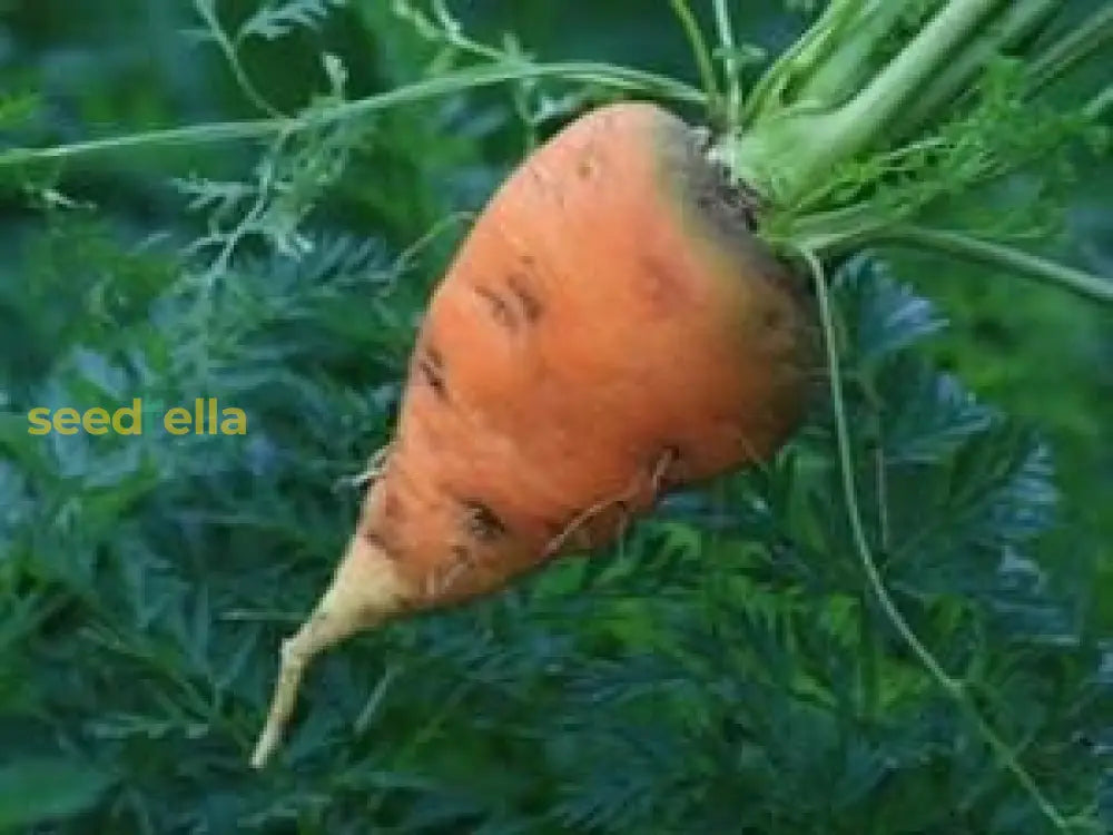 Non-GMO Oxheart Carrot seeds for ornamental gardens