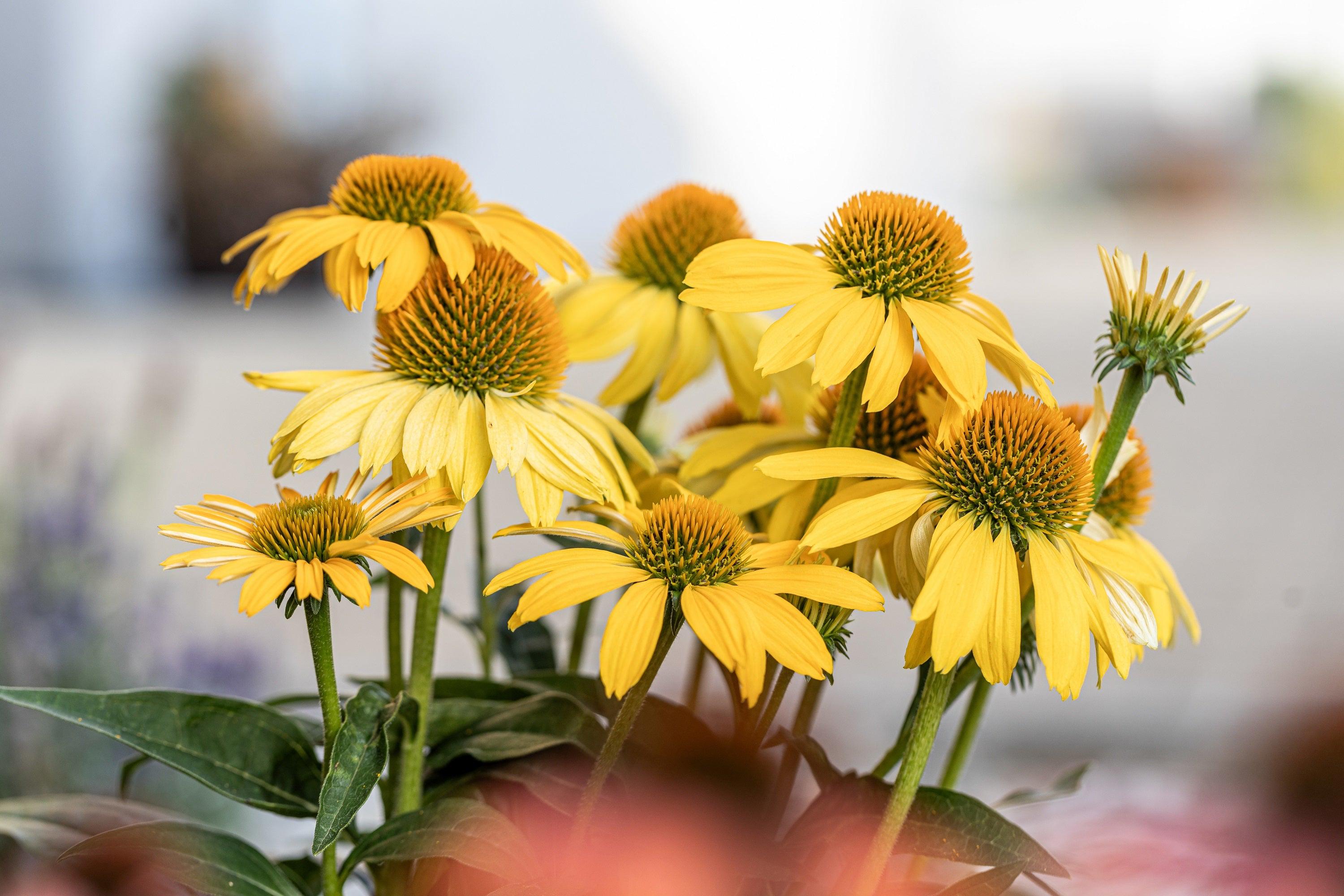 Yellow coneflower seedlings sprouting from soil