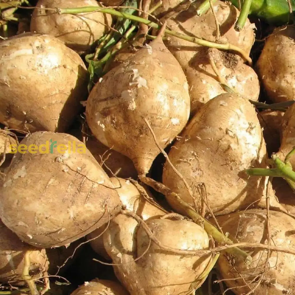 Non GMO Pachyrhizus Jicama seeds for productive vines