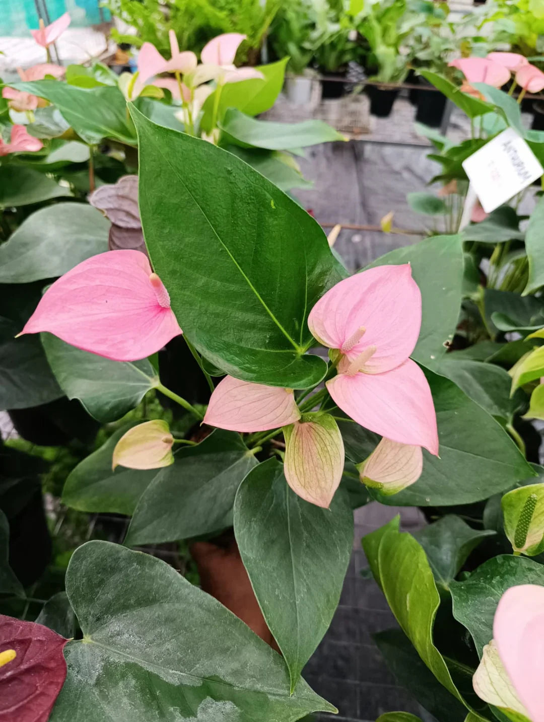 Non-GMO Soft Pale Pink Anthurium Seeds for Home Gardening