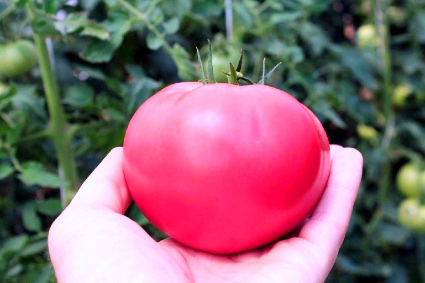 Non GMO pale pink tomato seeds