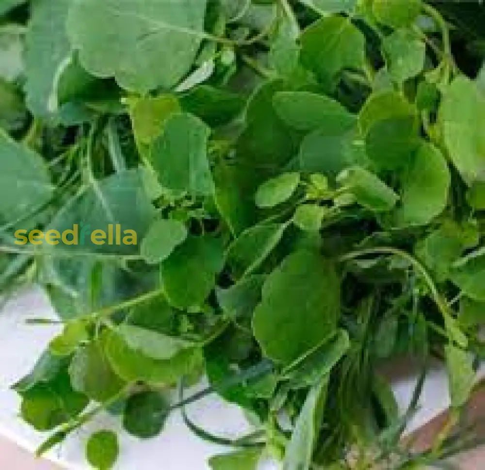 Non-GMO Papalo herb seeds for home garden use