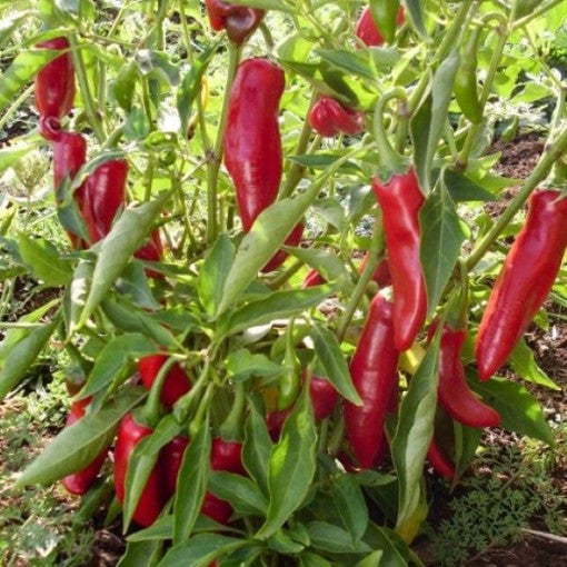 Non-GMO Paprika Pepper seeds for garden displays