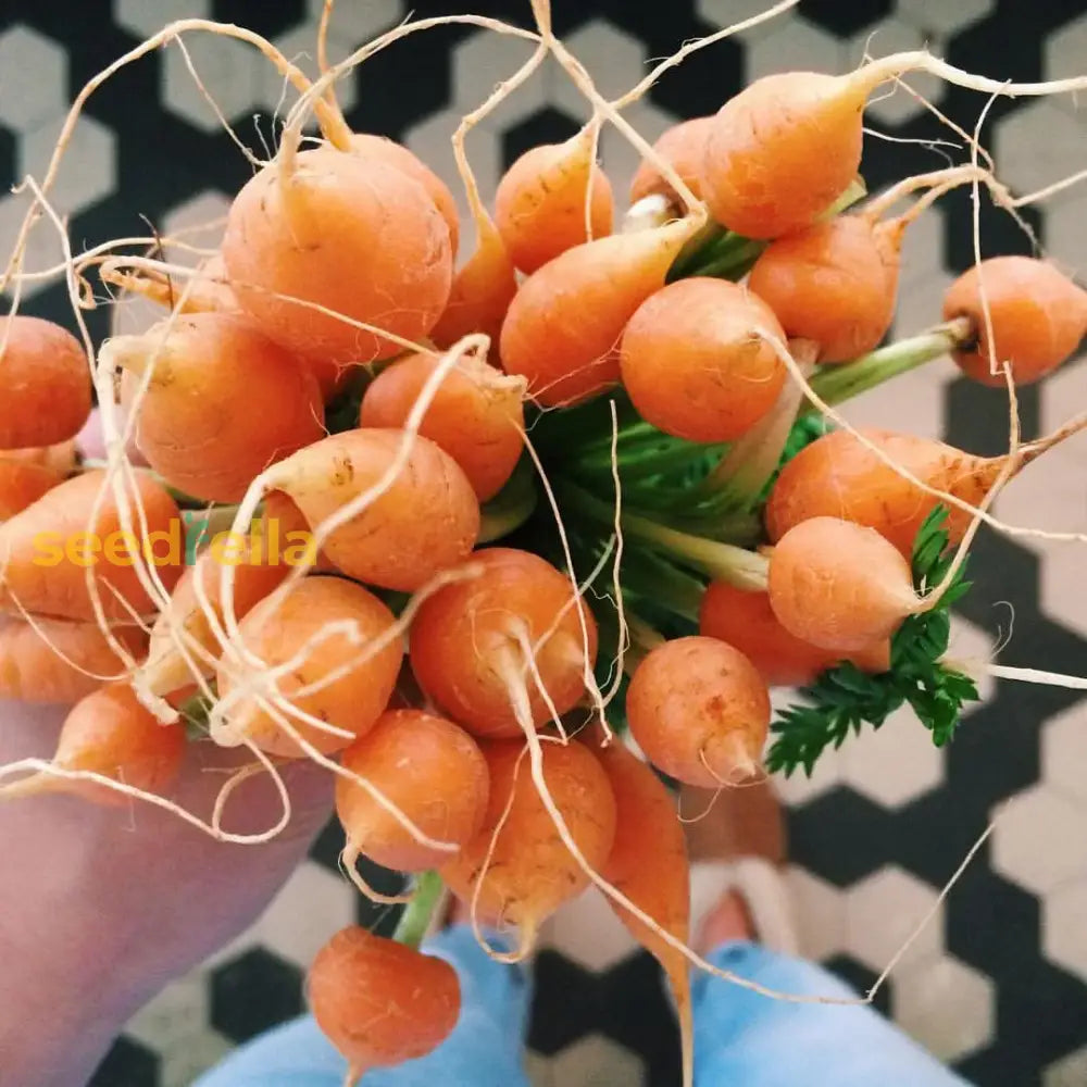 Non GMO Parisian carrot seeds