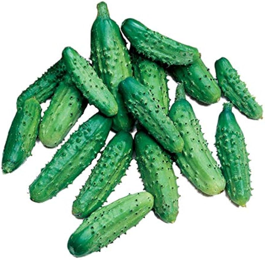Non-GMO Parisian Pickle cucumber seeds for home gardens