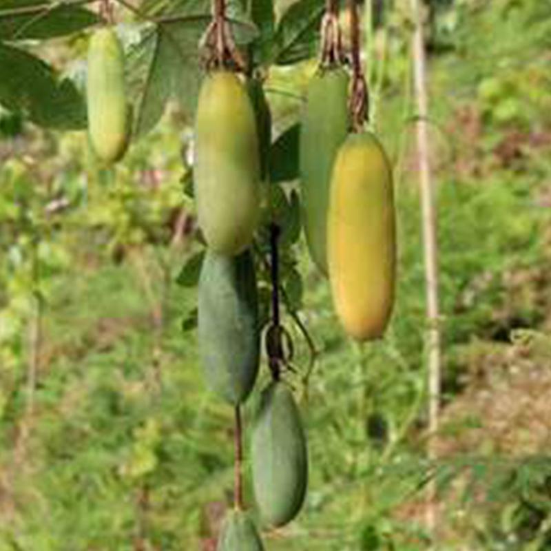 Non-GMO Banana Passionfruit seeds for home gardeners