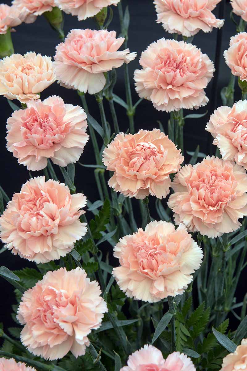 Non-GMO Peach Carnation Seeds for Gardening