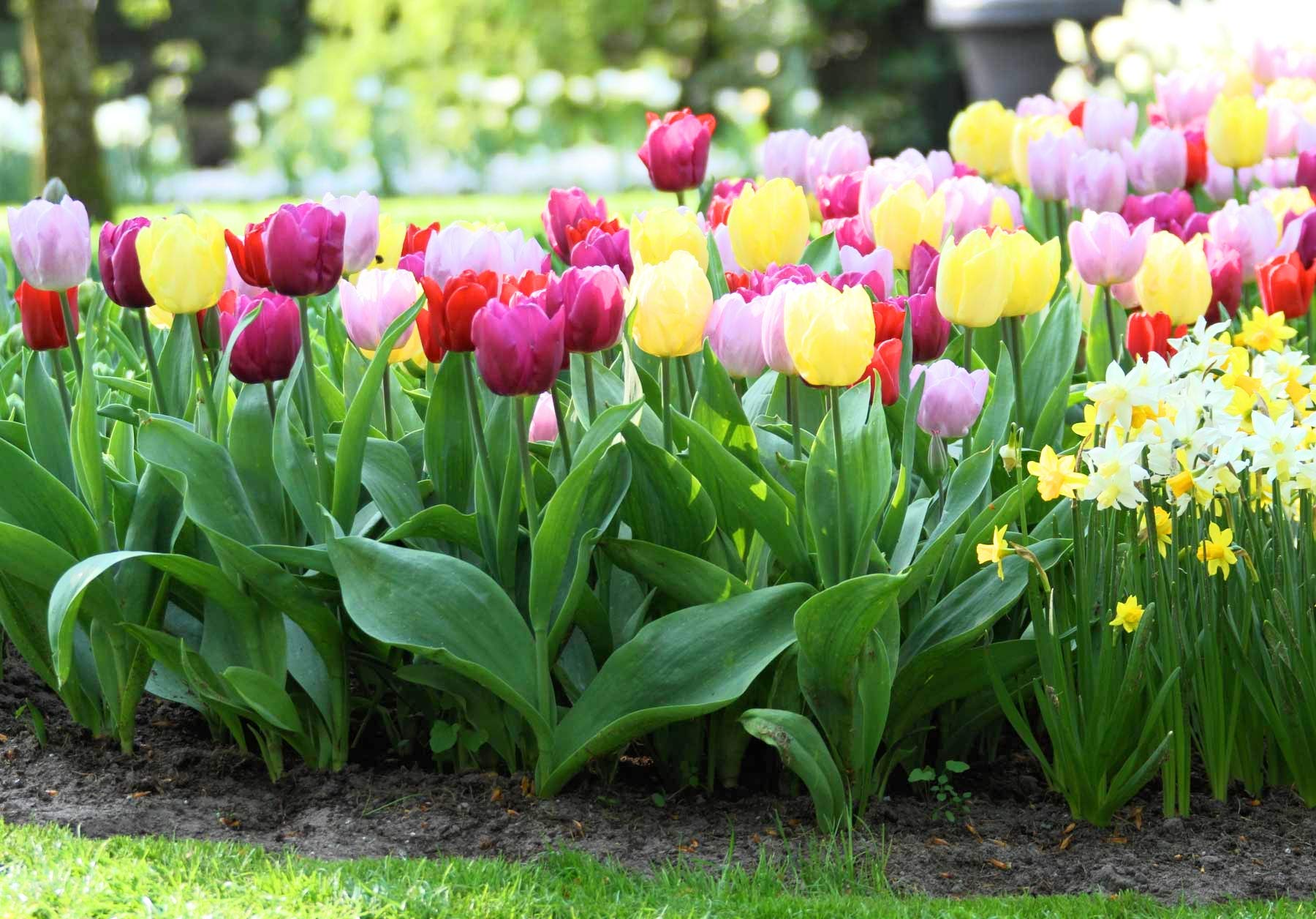 Non-GMO Peach Tulip Flower Seeds for Gardening