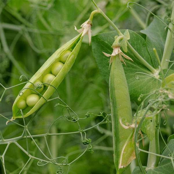 High germination Peas seeds for gardening