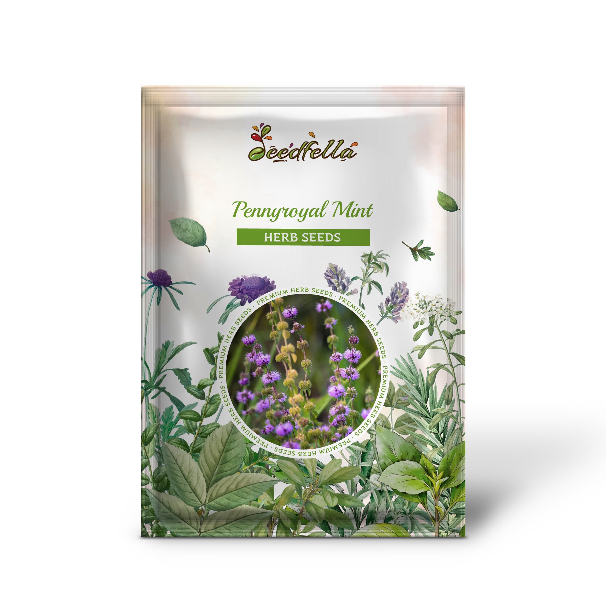 Non GMO Pennyroyal Mint seedlings emerging from soil