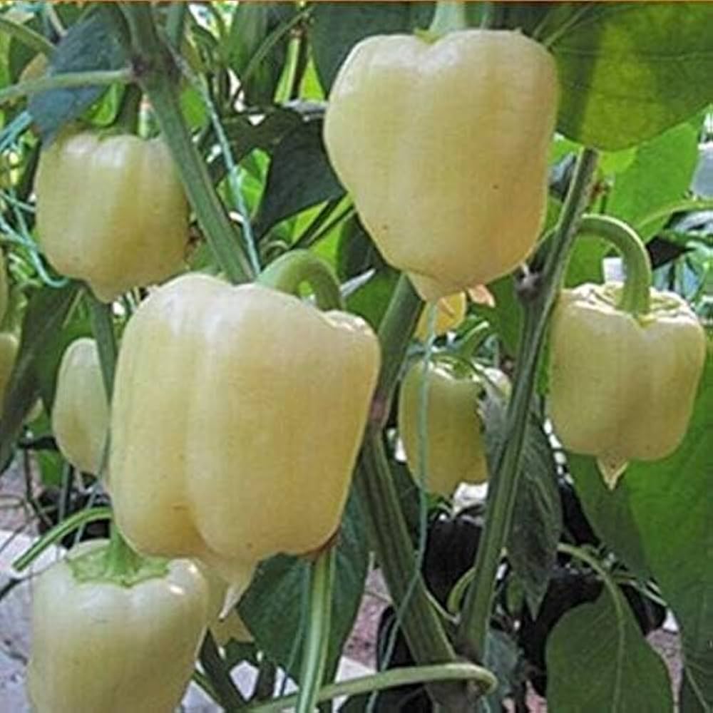 Non-GMO pepper seeds for home garden planting