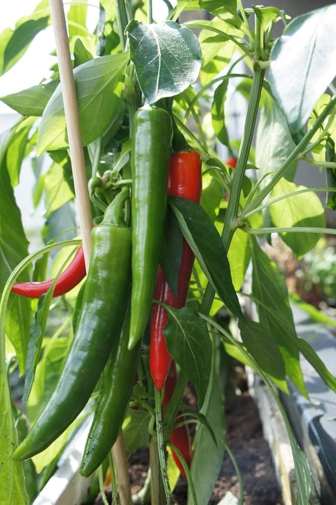 Non-GMO pepper seeds for planting