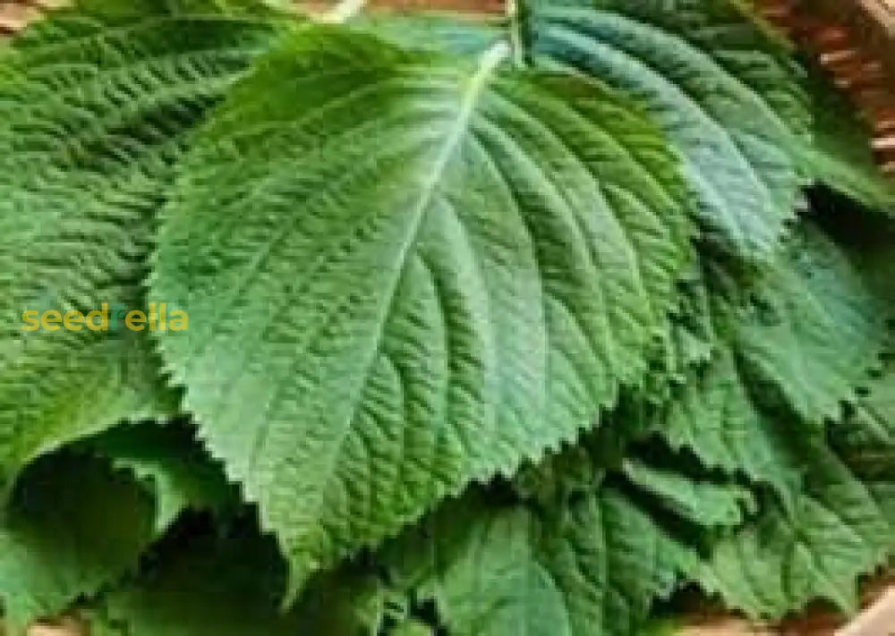Non-GMO Perilla frutescens herb seeds