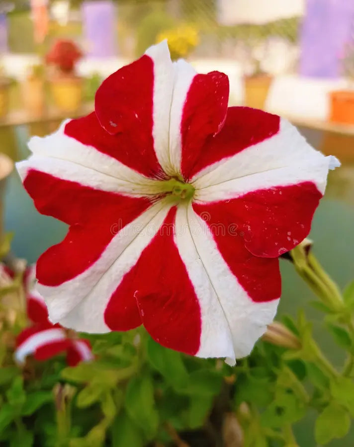 Non-GMO Red and White Petunia Seeds for Gardening