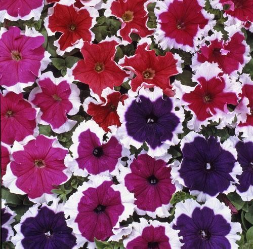 Non-GMO Petunia Flower Seeds