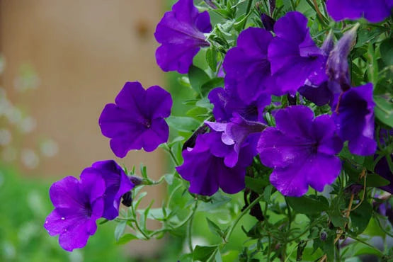 Non-GMO Violet Petunia Seeds for Home Gardening