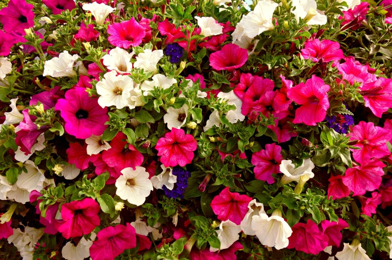 Non-GMO Petunia Seeds for Home Gardening