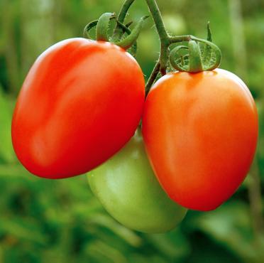 Non GMO Phoenix hybrid tomato seeds