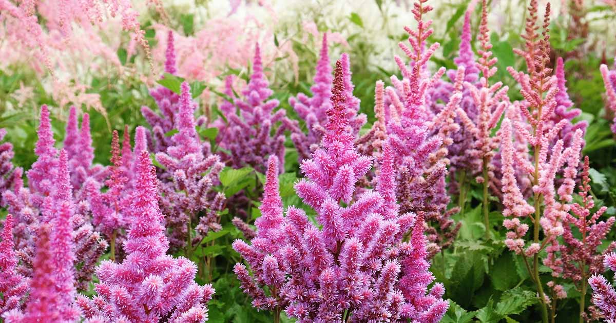 Non Gmo Pink Astilbe Seeds