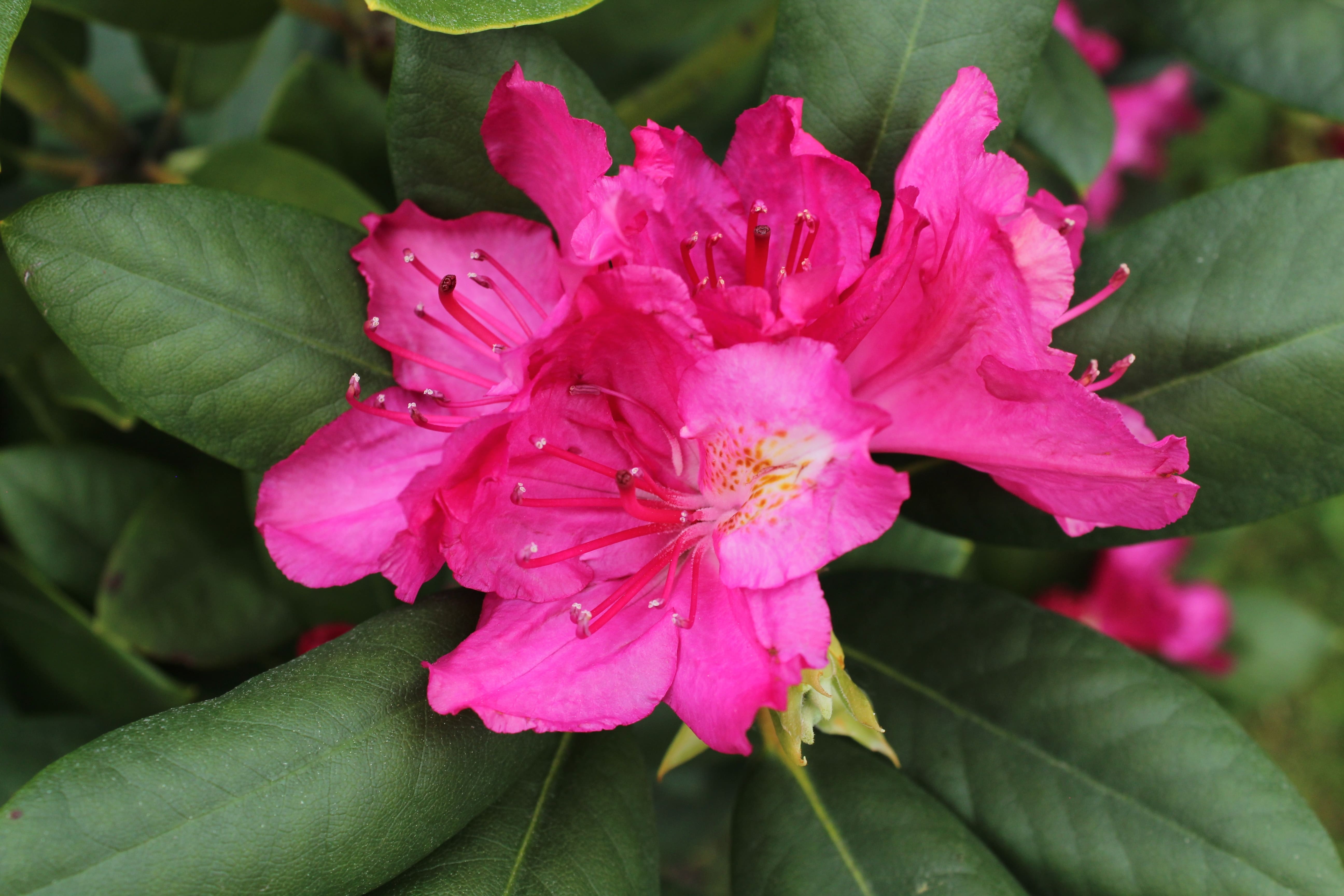 Non-GMO Pink Azalea Flower Seeds for Gardening