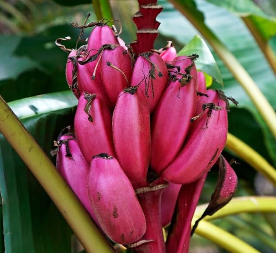 Non-GMO pink banana seeds for tropical gardens